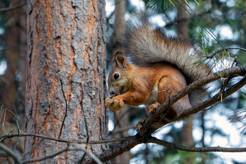 A cute red squirrel sits on a pine branch and eats walnuts. Wild animals, care for the environment.