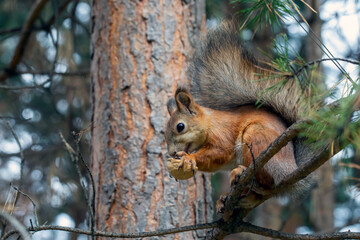 A cute red squirrel sits on a pine branch and eats walnuts. Wild animals, care for the environment.