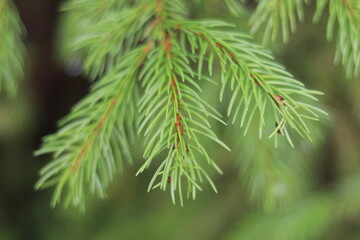 green branch of a young Christmas tree in the forest