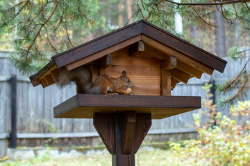 A cute red squirrel eats walnuts in a wooden feeder. Wild animals, care for the environment.