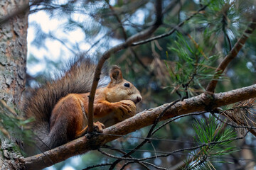 A cute red squirrel sits on a pine branch and eats walnuts. Wild animals, care for the environment.