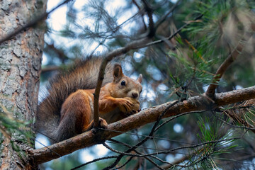 Naklejka na ściany i meble A cute red squirrel sits on a pine branch and eats walnuts. Wild animals, care for the environment.