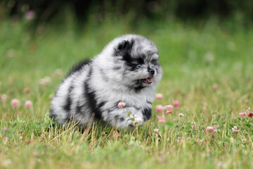 Cute fluffy Pomeranian puppy outdoors. Playful fluffy puppy