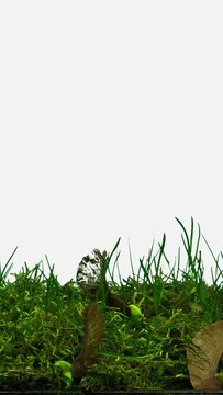 Time lapse of germinating and growing Maple plant from a seed (or maple fruit, samara, maple key, helicopter, whirlybird, polynose) isolated on white background, vertical orientation