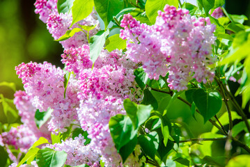 Fototapeta na wymiar Pink lilac blooms in the Botanical garden 