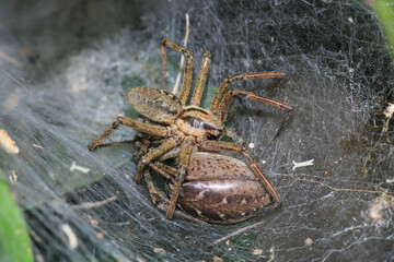 agelena labyrinthica spider macro photo
