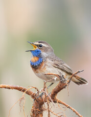 Bluethroat, Luscinia svecica. Close-up of a bird, the male sings on a beautiful background