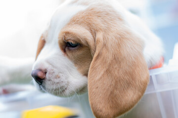 Beautiful portrait of a beagle pup called lemon for its light colors