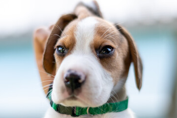 Beautiful portrait of a beagle pup held by the skin of the neck by a person