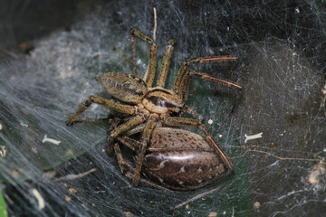 agelena labyrinthica spider macro photo