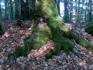 vieil arbre recouvert de mousse verte et format une patte de poule au milieu d'un foret en Aveyron