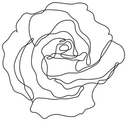 Rose flower isolated on white. Hand drawn continuous line png.
