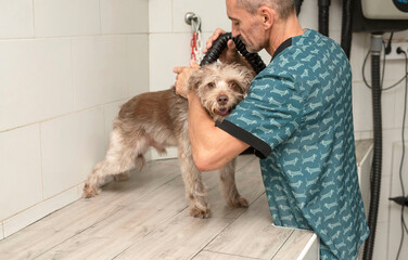dog looks at the camera while groomer dries his hair after the bath