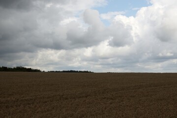 wheat field in the summer