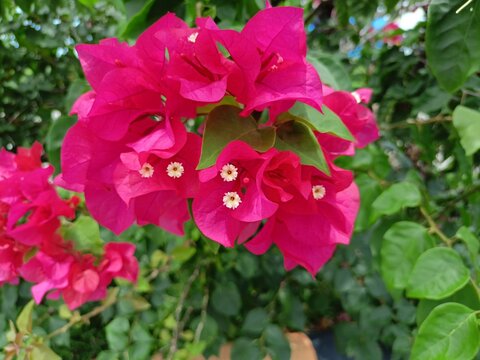 bougainvillea glabra or bougenville blooming in a garden