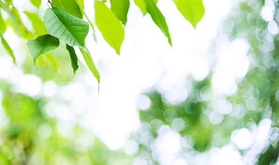 Obraz premium Green leaves with copy space for background