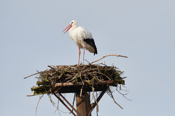 Weißstorch im Herbst in Körzin	