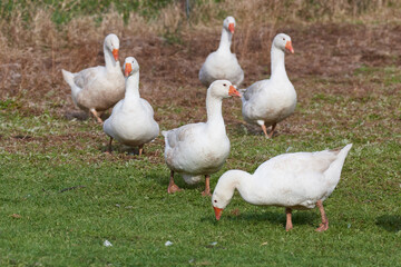 Emder Gans auf einem Bauernhof	