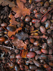 Draufsicht auf herbstliches Laub aus Blättern, Eicheln und Zweigen, vertikal 