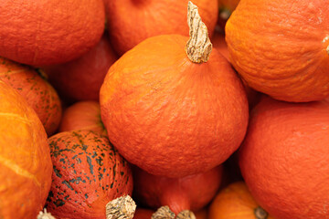 Pumpkin Texture Background, Squash Farm, Orange Autumn Pumpkins Harvest