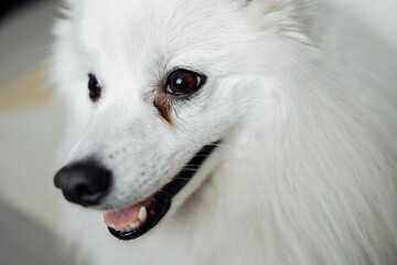 Сonjunctivitis eyes of white dog close-up. Sick dog with infected eyes. Veterenary concept