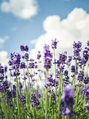Obraz premium lavender field in region