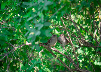 A pair of sparrows are sitting on branches. A female sparrow feeds a grown cub