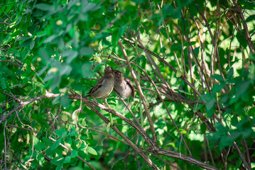 Naklejka na ściany i meble A pair of sparrows are sitting on branches. A female sparrow feeds a grown cub