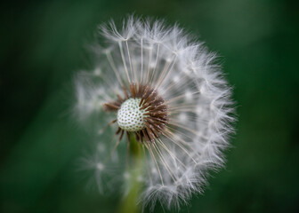 White dandelion against the background of blury green foliage close up, dandelion seed head flying apart