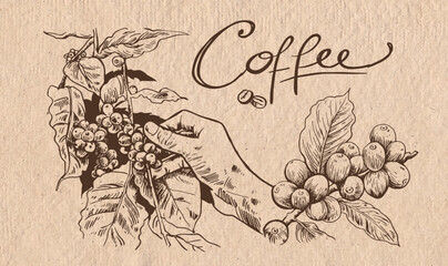 coffee, coffee bean, packaging, farmer