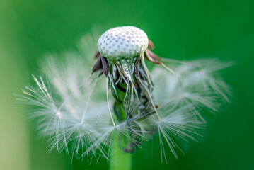 White dandelion against the background of blury green foliage close up, dandelion seed head flying apart