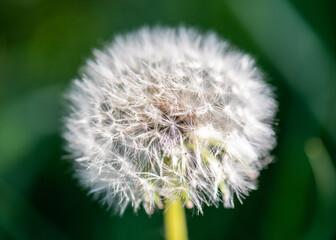 White dandelion against the background of blury green foliage close up