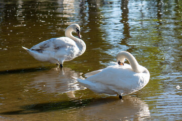 white swan on the lake