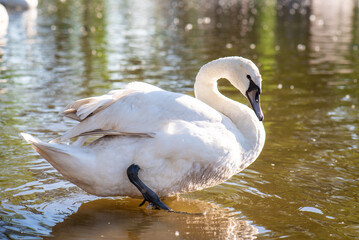Naklejka premium White swan on the lake. Close-up.