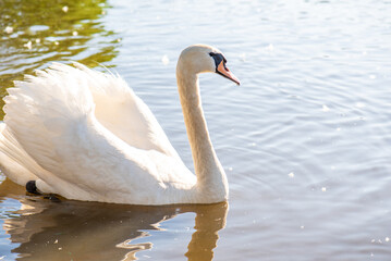 Fototapeta premium White swan on the lake. Close-up.