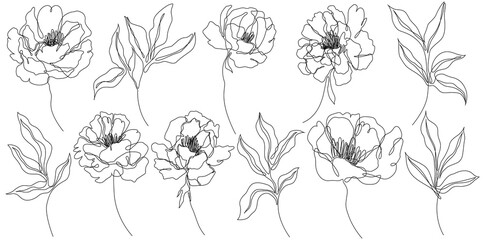 Peony flowers isolated png illustration. Wildflowers for background. Abstract botanical art. Simple minimalist art set. Continuous line drawing.