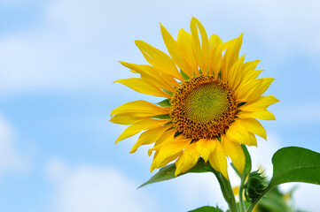 Obraz premium Sunflower blooms against a cloudy blue sky background