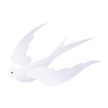 White Pigeon Vector Illustration