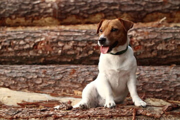 A small Jack Russell Terrier dog sits on wooden stumps in the forest.
Mały pies Jack Russell Terrier siedzi na drewnianych pniach w lesie.