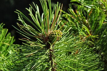 Naklejka na ściany i meble Cone of mountain pine tree Pinus Mugo with buds, long branch and coniferous. Mughus pumilio cultivar dwarf in rock park. Composition for holiday christmas card. Nature botanical concept. Close-up