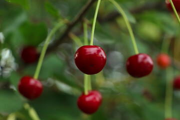 Closeup view of cherry tree with ripe red berries outdoors