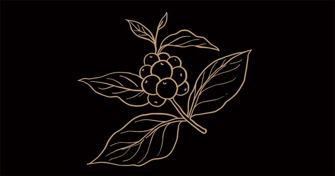 coffee, coffee bean, packaging, farmer, poster, label, ink, black, coffee, coffee bean, packaging, farmer, poster, label, ink, black, berry, leaf, fruit, branch, tree, plant, nature, food, berries