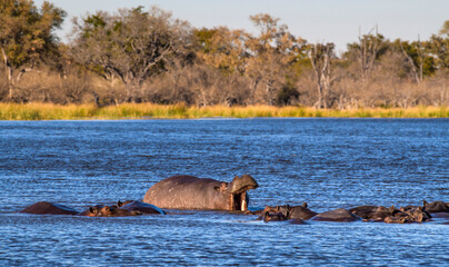 Hippo moaning surrounded by hippos, Moremi Game Reserve, Okovango Delta, Botswana