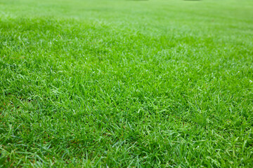 Beautiful freshly cut green lawn in park