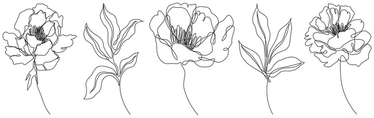 Peony flowers isolated png illustration. Wildflowers for background. Abstract botanical art. Simple minimalist art set. Continuous line drawing.