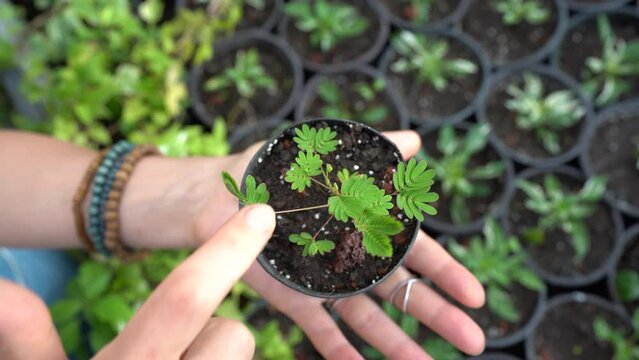 Closeup of woman finger touch small mimosa leaves, leaflets folding up upon touch. Female holding sensitive plant in plastic pot in garden store 