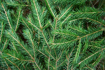 Christmas fir tree branch background, top view