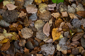 Autumn foliage background, top view