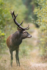 Naklejka na ściany i meble Red deer in forest (Cervus elaphus) Stag