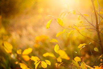 Obraz na płótnie Canvas Autumn background, flooded with the sun. Yellow leaves, selective focus